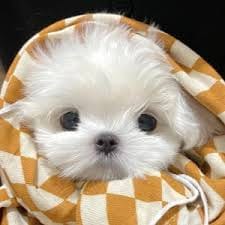 Trần Minh Nguyệt avatar